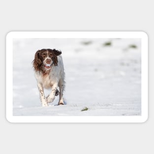 English Springer Spaniel Sticker